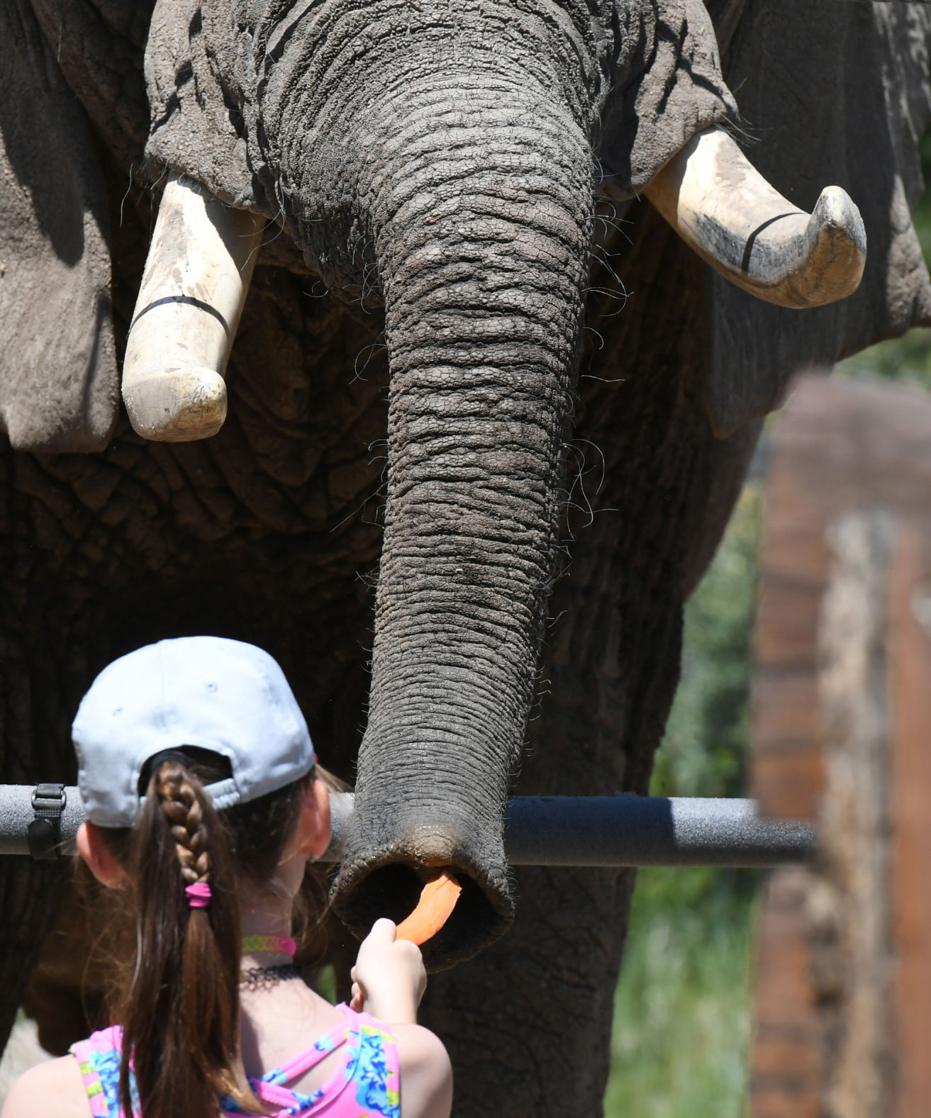 070119-news-elephant 09.JPG